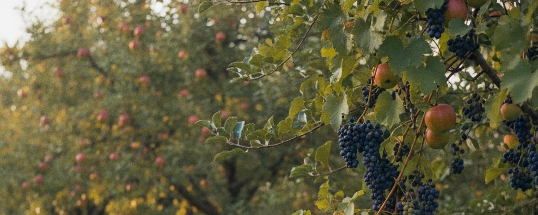 Kleiner Obstgarten mit Apfelbäumen und Weinreben, Korb mit Früchten